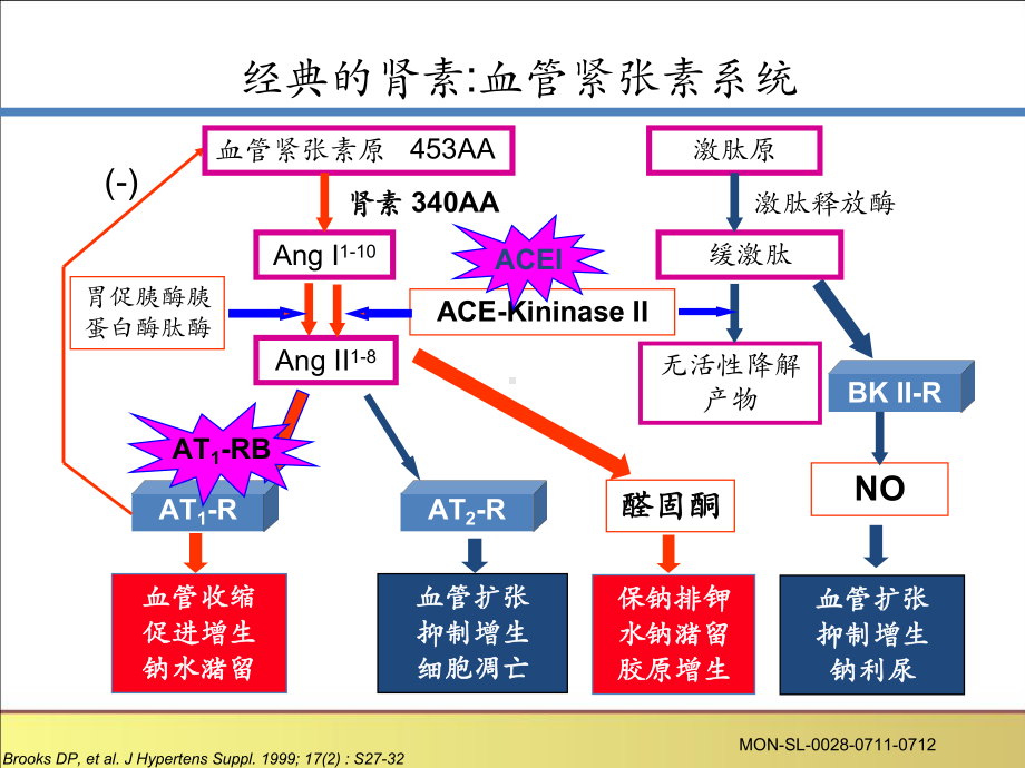 ACEI在心血管保护中新机制课件.ppt_第3页