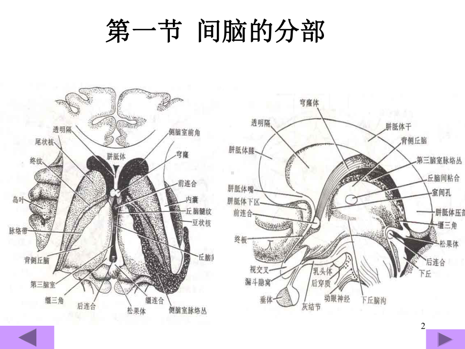 中枢神经解剖学课件-2.ppt_第2页