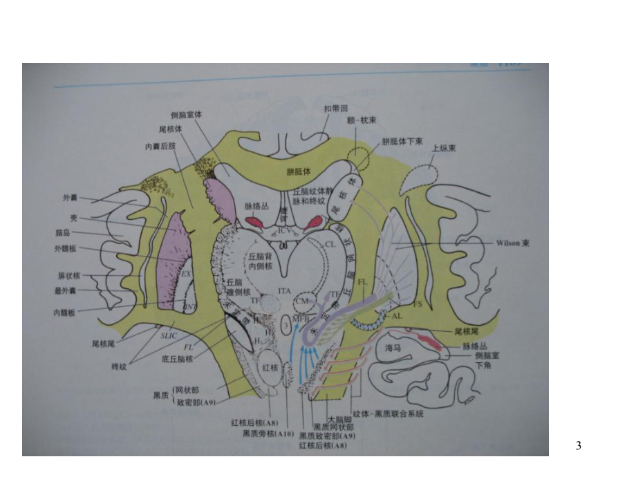 中枢神经解剖学课件-2.ppt_第3页