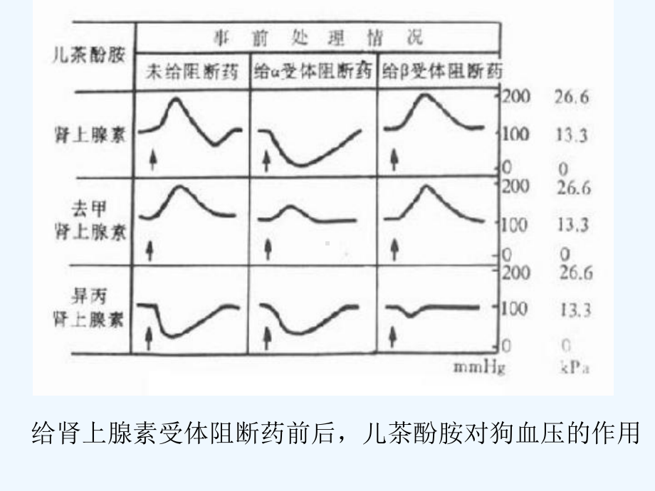 B肾上腺素受体阻断药课件.ppt_第2页