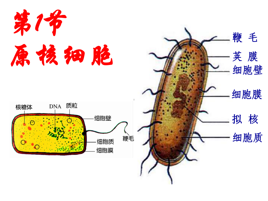 高中生物第8章原核细胞与非细胞生物体-教学课件.ppt_第2页