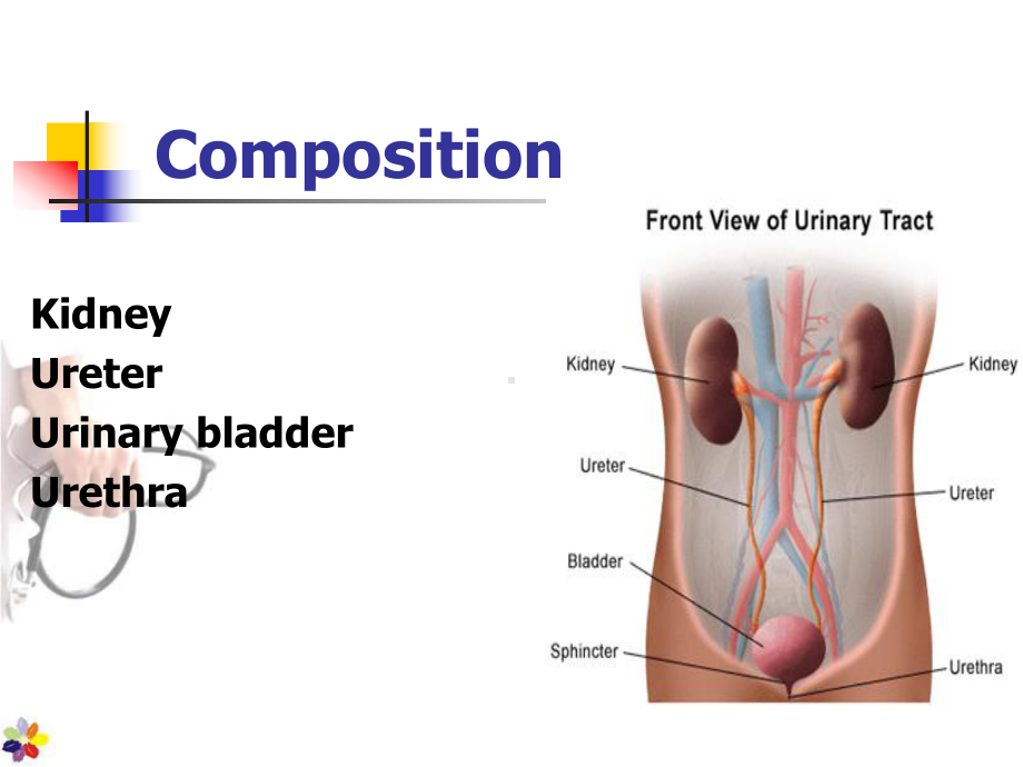 Urinary-System泌尿系统全英文课件.ppt_第3页