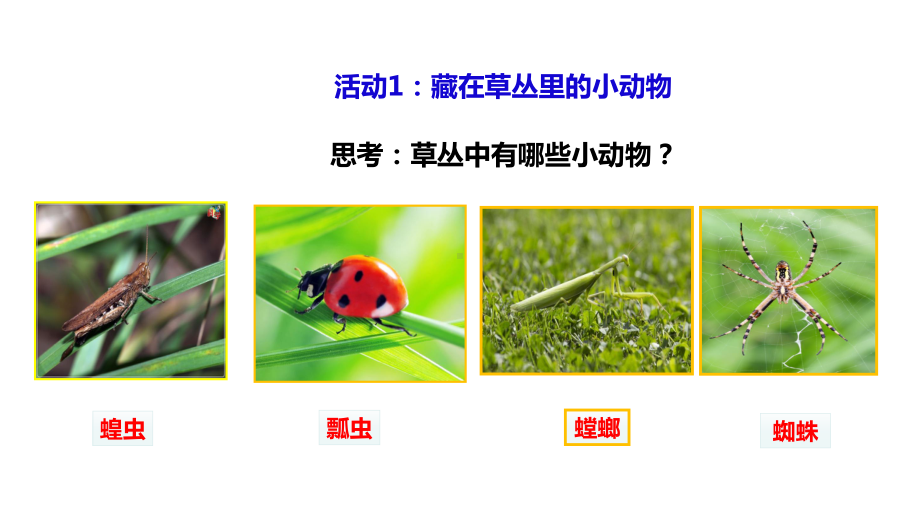 粤教版科学三年级上册科学14《草地里的小动物》(课件).ppt_第3页