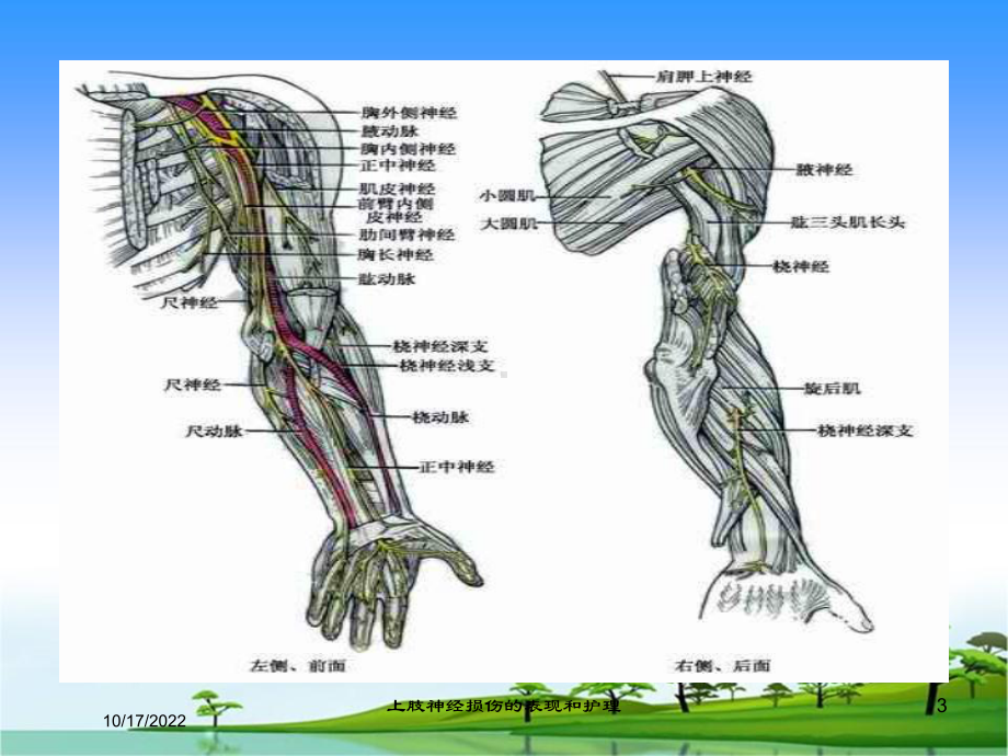 上肢神经损伤的表现和护理培训课件.ppt_第3页