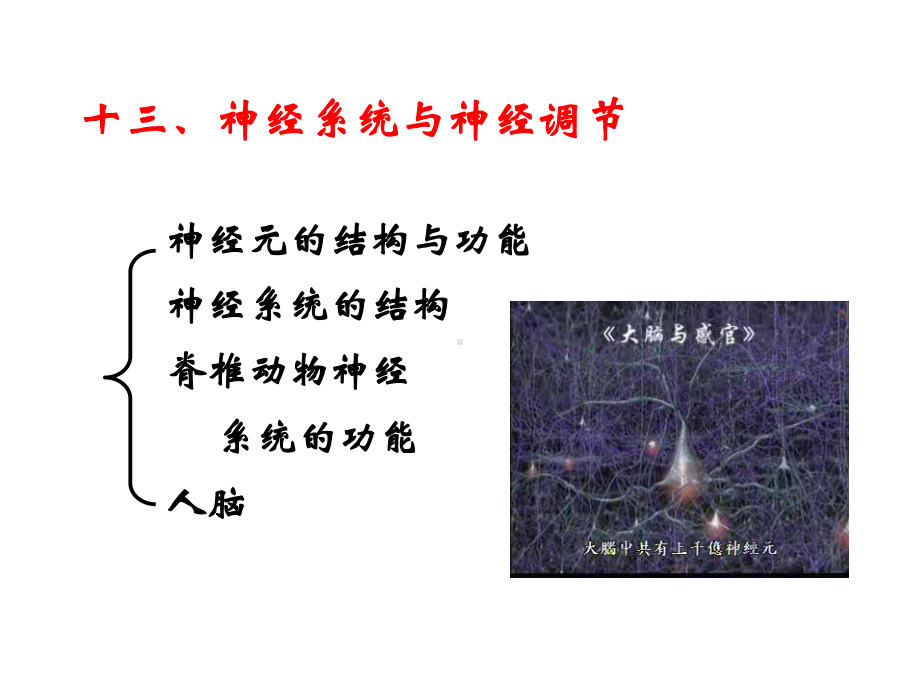 -神经系统与神经调节课件.ppt_第1页