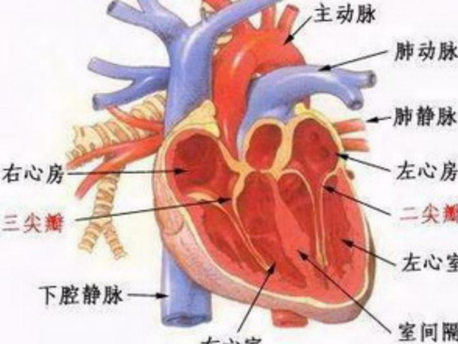 主动脉关闭不全-课件.ppt_第3页