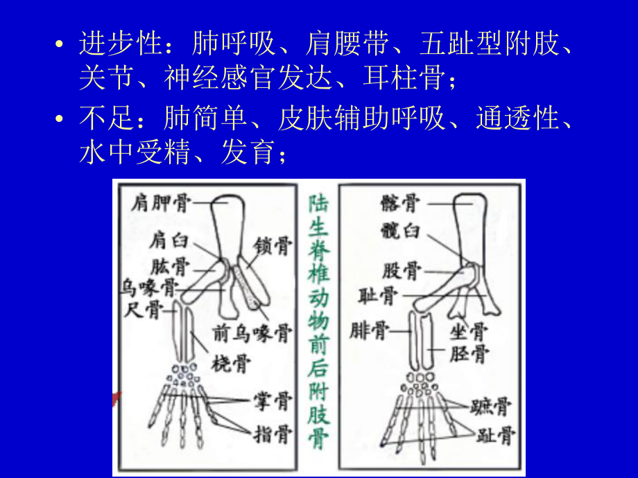 (普通动物学)第15章两栖纲课件.ppt_第2页