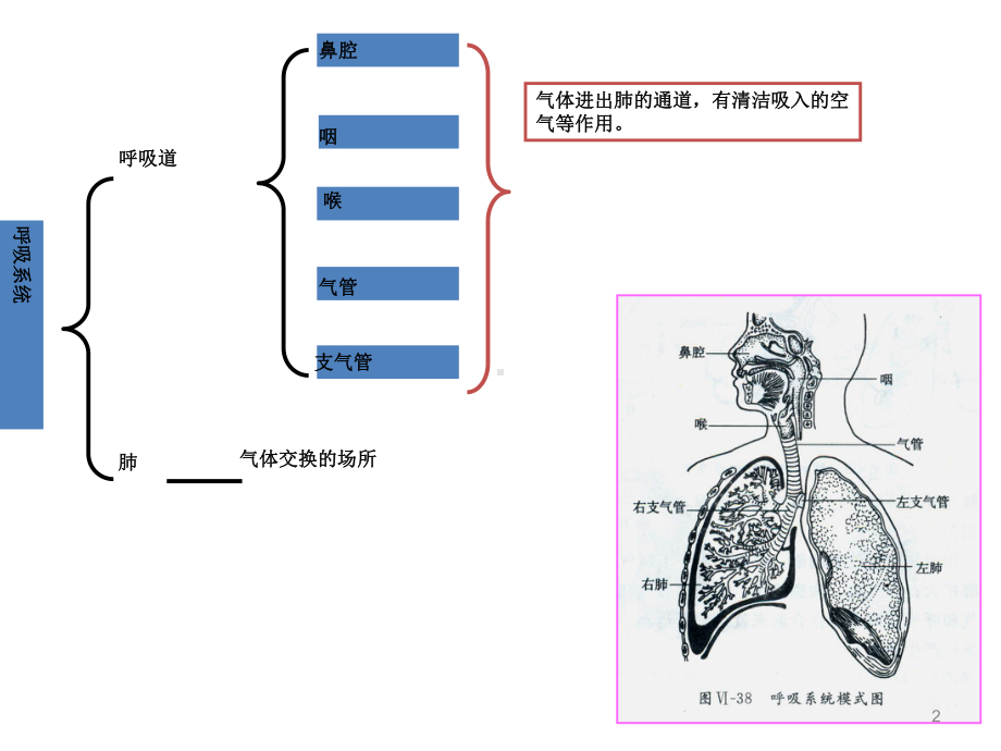 -呼吸系统的解剖结构课件.ppt_第2页