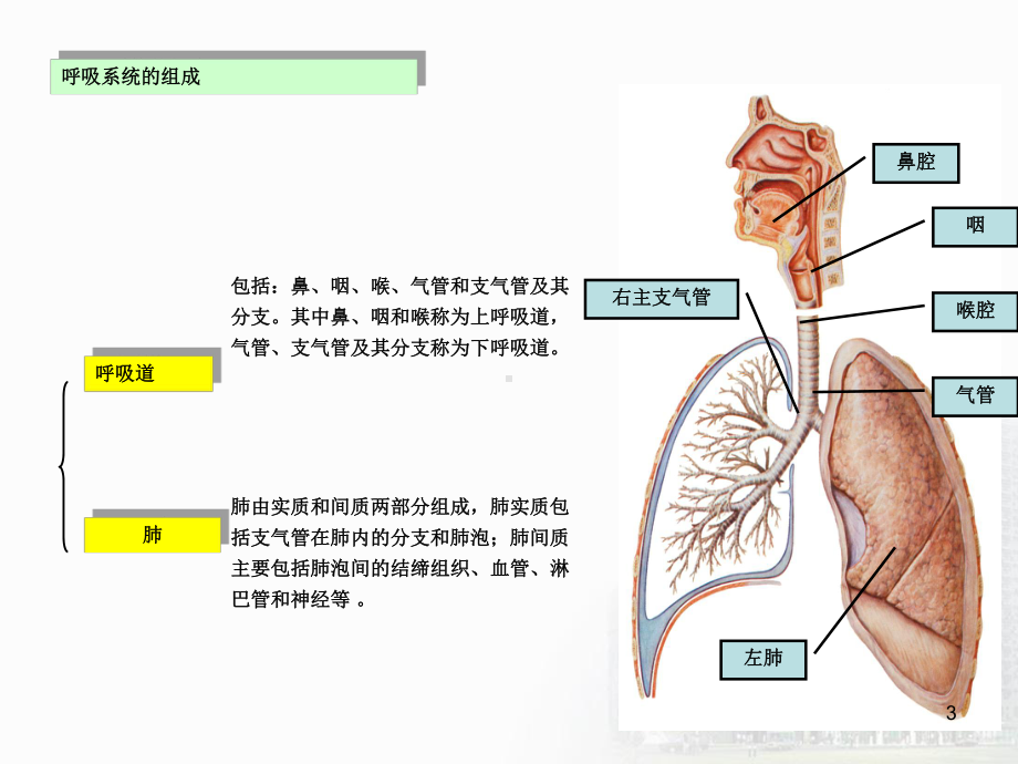 -呼吸系统的解剖结构课件.ppt_第3页