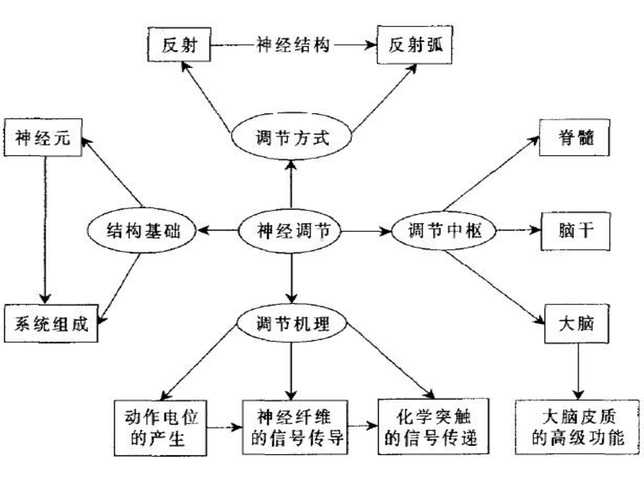 神经调节(一)神经系统的结构基础和基本方式课件.pptx_第2页