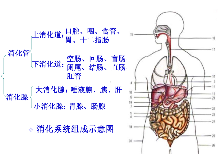 第一节消化系统疾病病人常见症状体征的护理课件.ppt_第3页