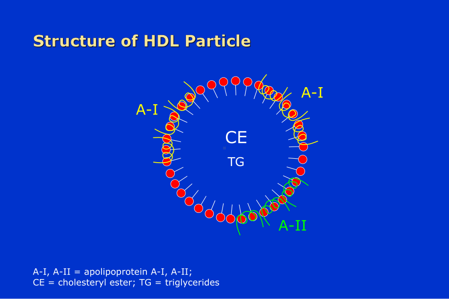 HDL代谢的生理学和病理学意义优选课件.ppt_第2页