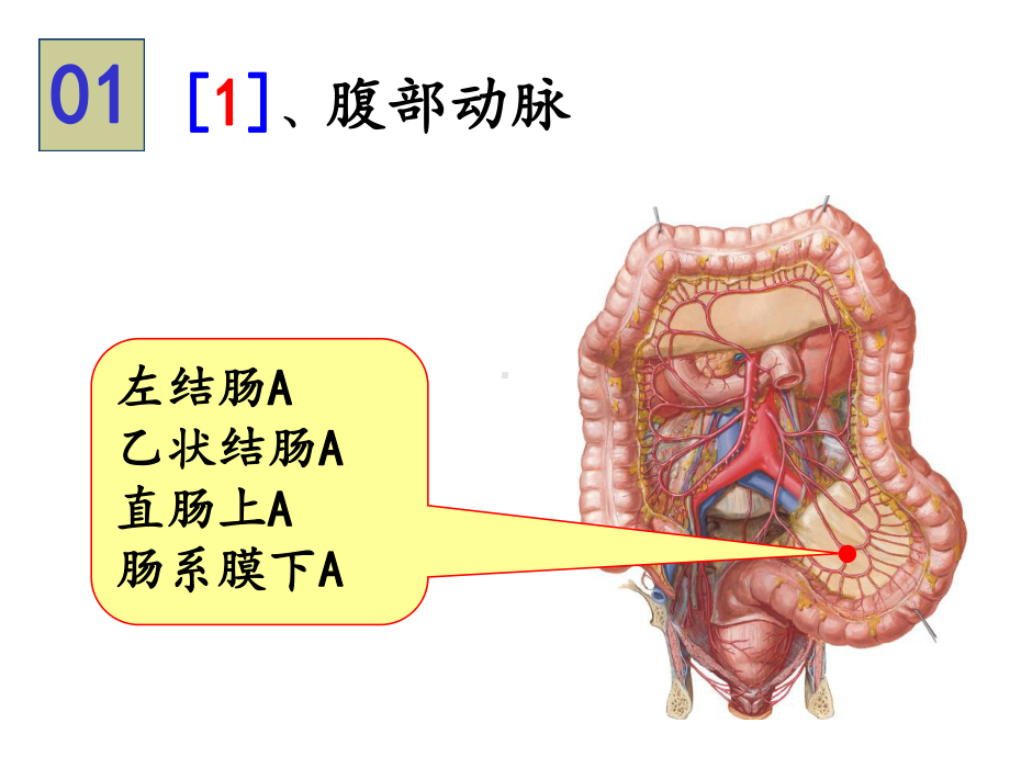 系统解剖学-实验图片考试课件.ppt_第1页