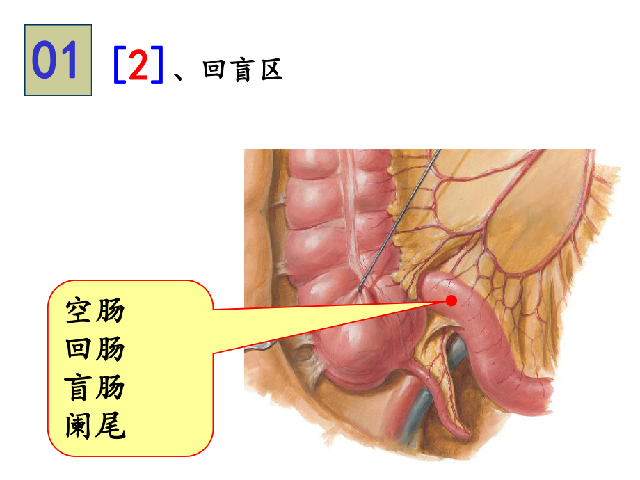 系统解剖学-实验图片考试课件.ppt_第2页