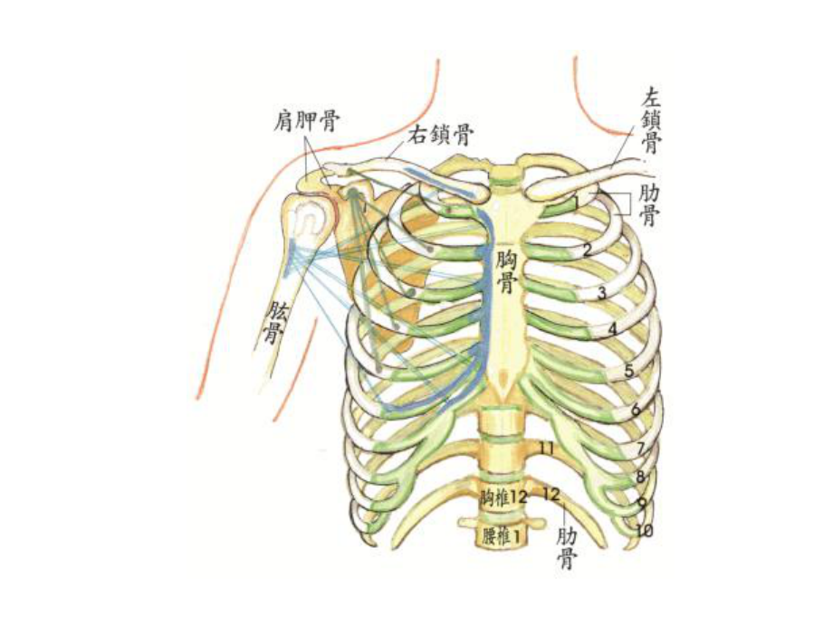 肋骨骨折(四肢常见骨折)病人的护理课件.pptx_第2页