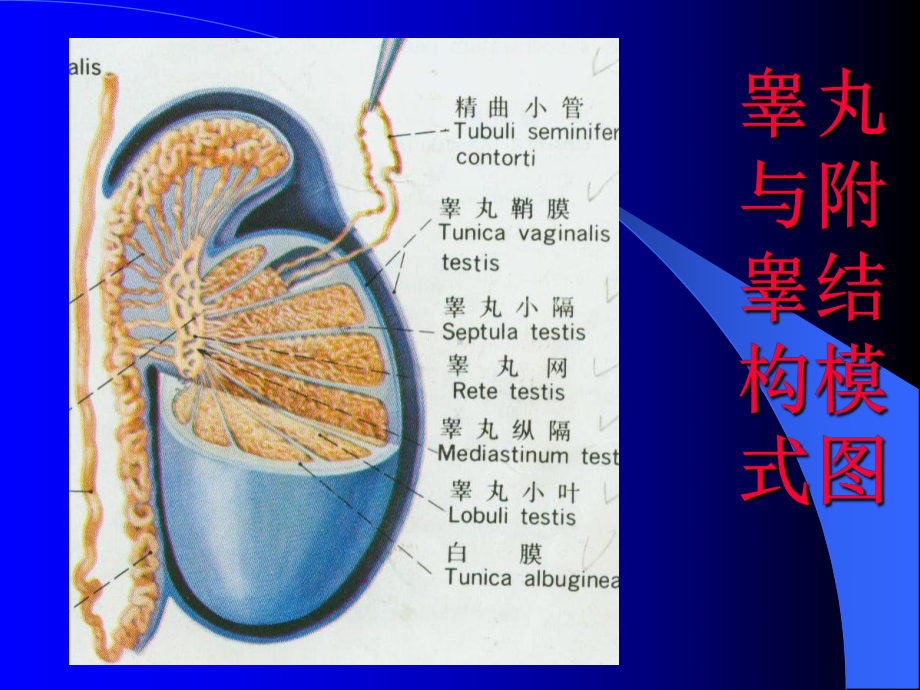 一节精巢和卵巢课件.pptx_第3页