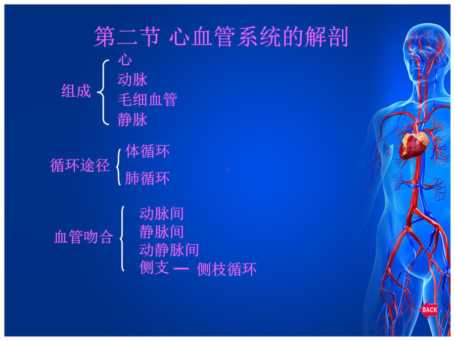 [临床医学]循环系统解剖和神经调节课件.ppt_第3页