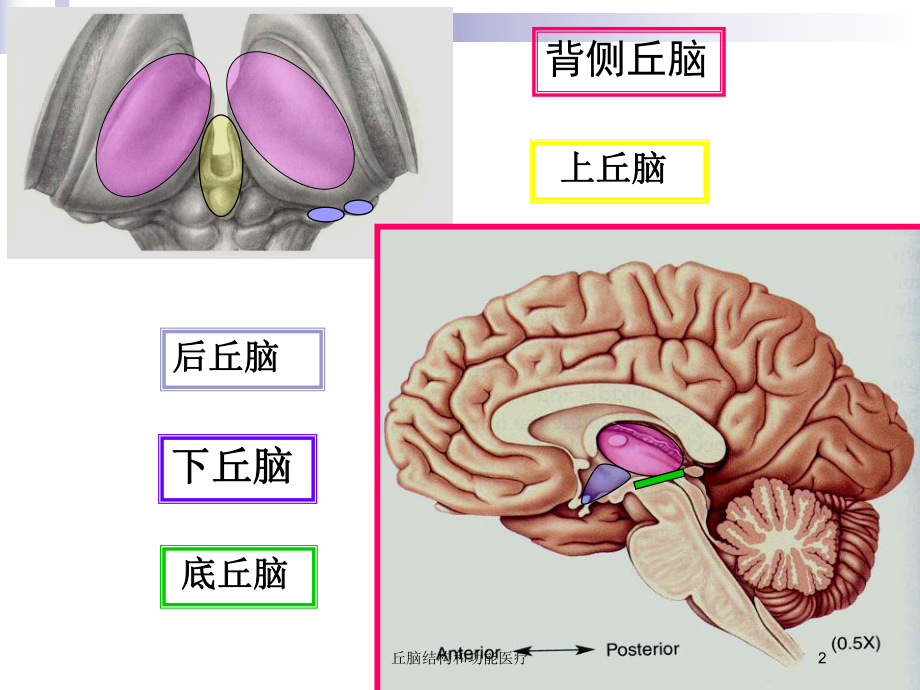 丘脑结构和功能医疗培训课件.ppt_第2页