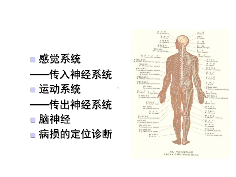 神经系统的解剖、生理及病损的定位诊断-课件.ppt_第2页