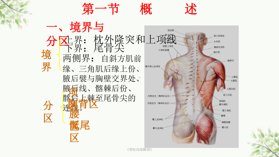 《脊柱局部解剖》课件.ppt_第3页