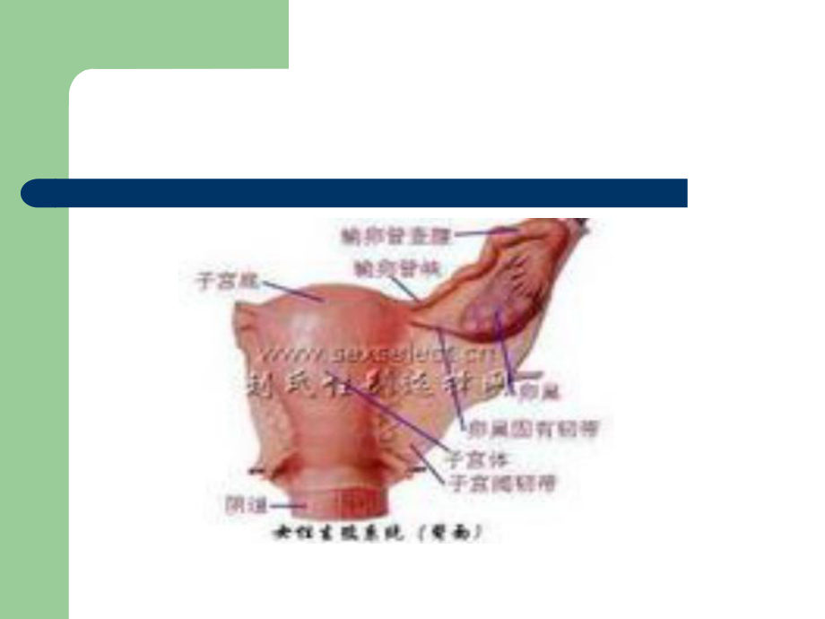 与女性朋友谈宫颈疾病的防治名师编辑课件.ppt_第2页