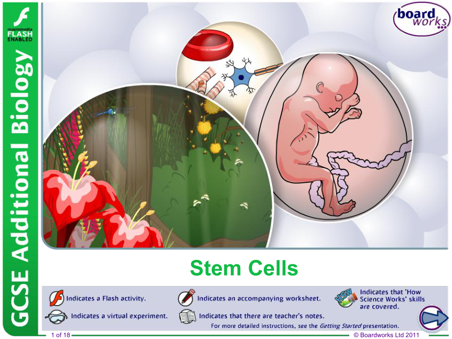 Stem-Cells-Thomas-A-Stewart-Secondary-School：干细胞托马斯斯图尔特中学课件.ppt_第1页