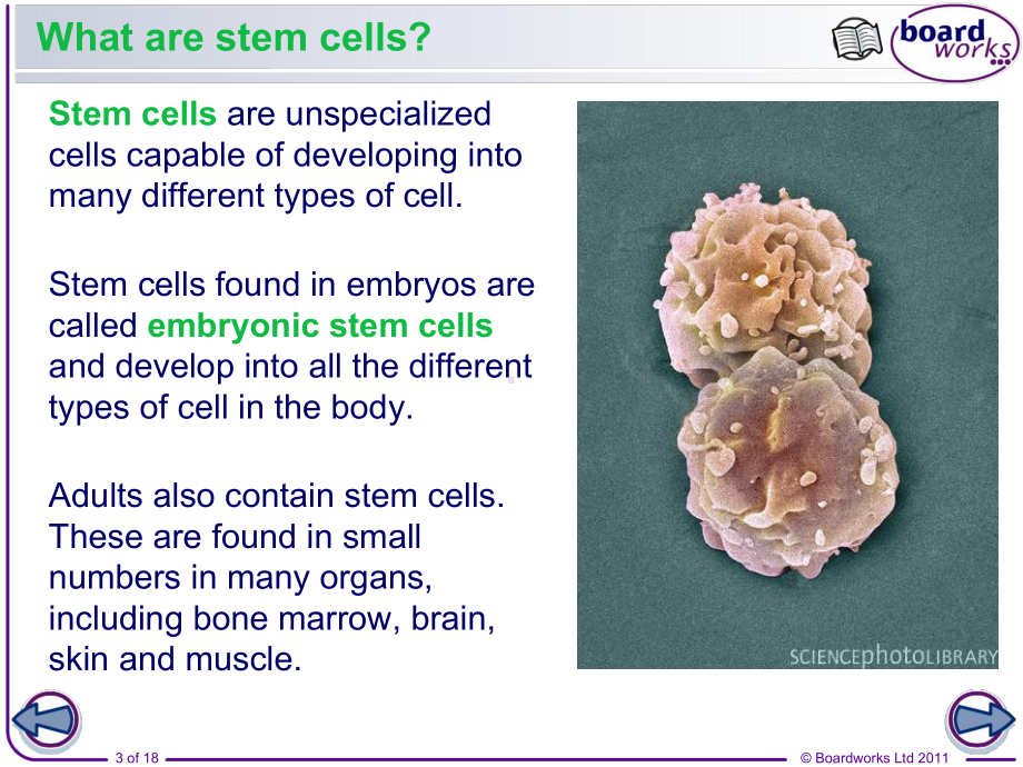 Stem-Cells-Thomas-A-Stewart-Secondary-School：干细胞托马斯斯图尔特中学课件.ppt_第3页