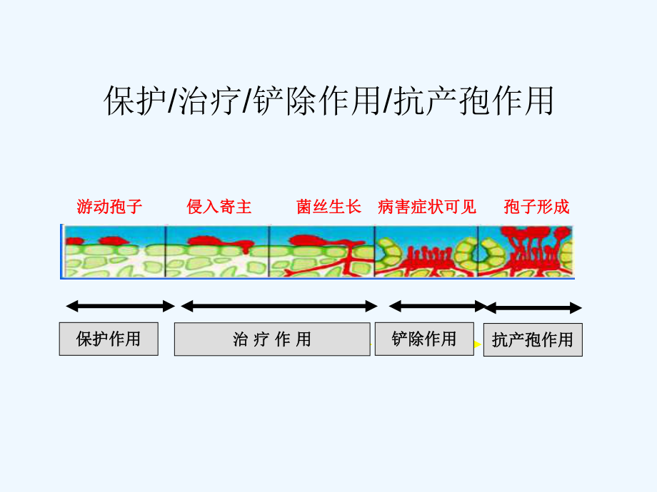 丙酮酸脱氢酶课件.ppt_第3页