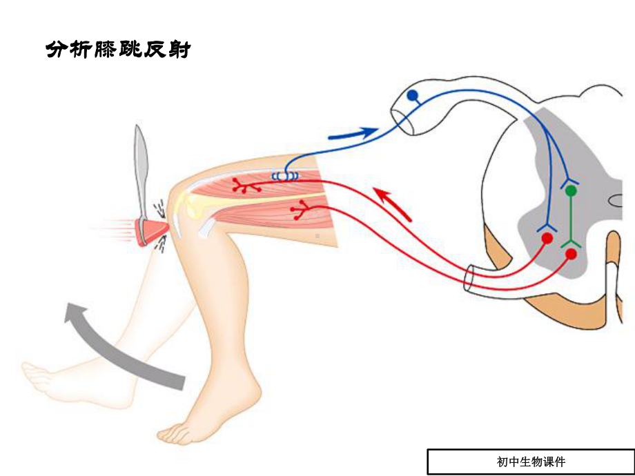 神经调节的基本方式课件(八年级生物).ppt_第3页