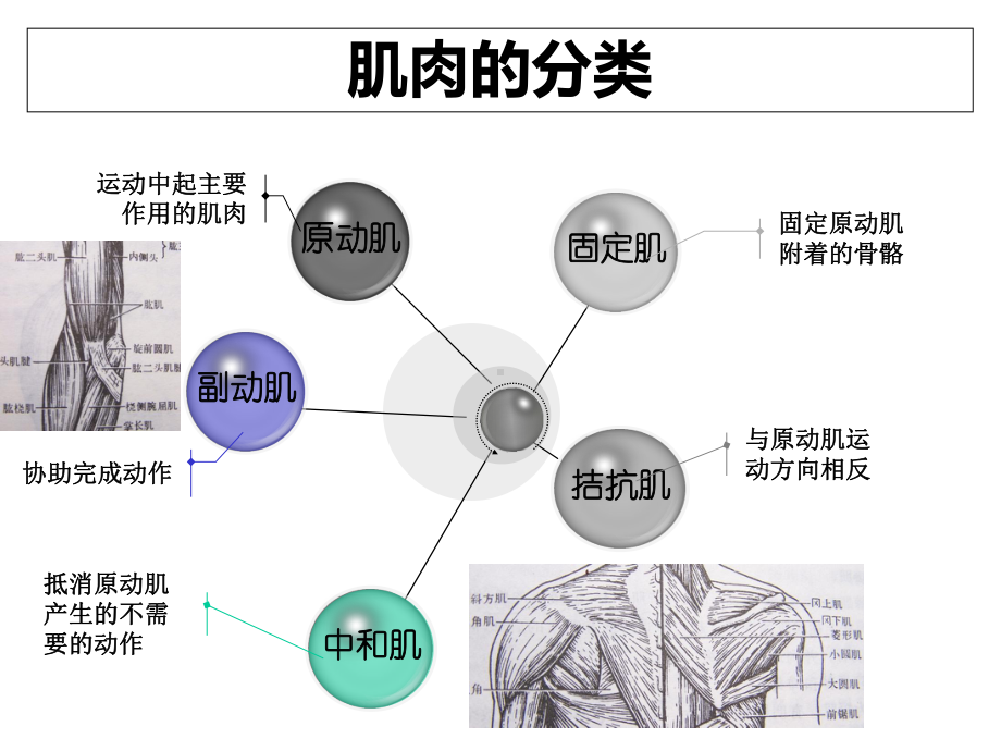 肌力评定课件.ppt_第3页