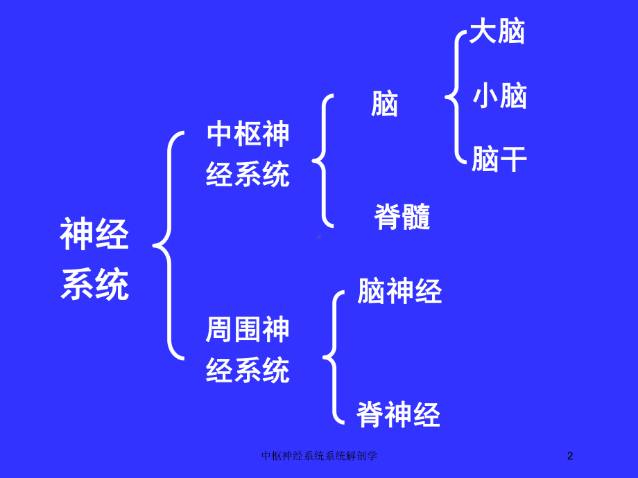 中枢神经系统系统解剖学培训课件.ppt_第2页