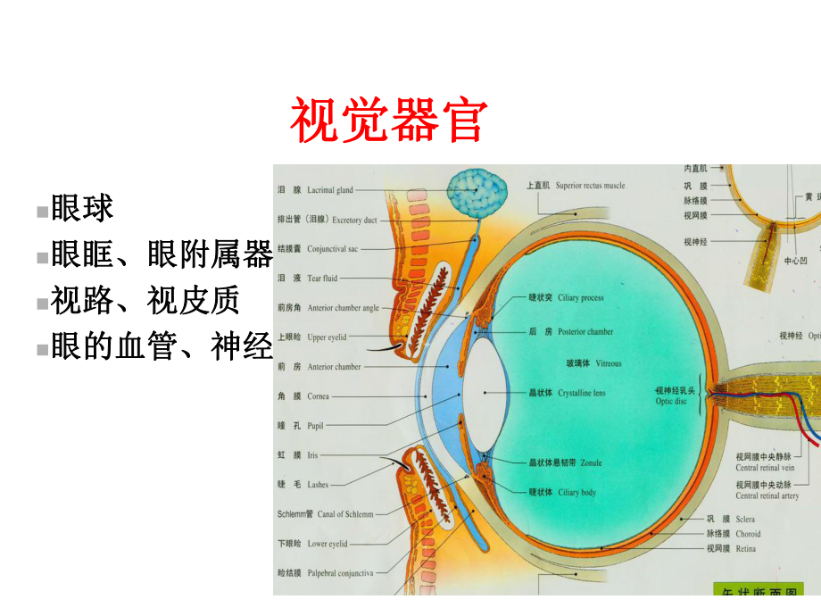 眼的解剖与生理lm课件.ppt_第3页