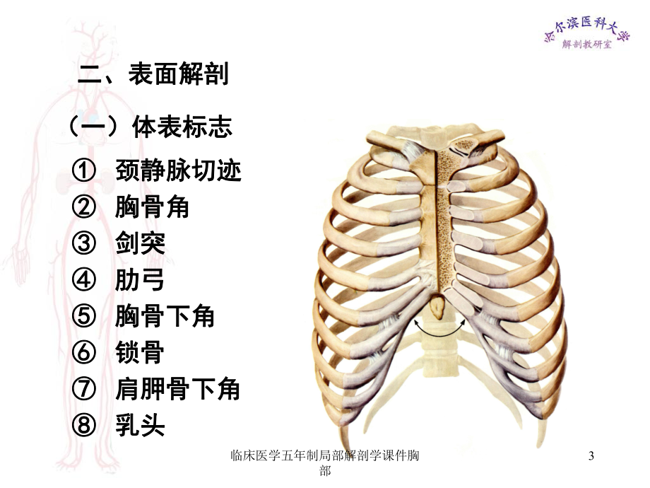 临床医学五年制局部解剖学课件胸部课件.ppt_第3页