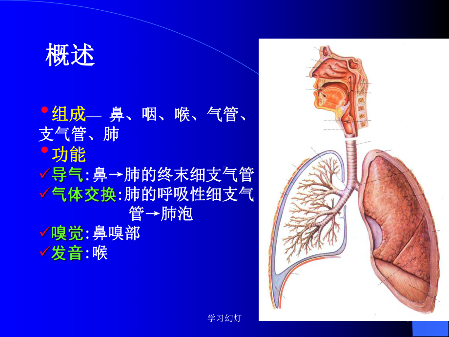 (组胚)呼吸系统(稻香书屋)课件.ppt_第3页