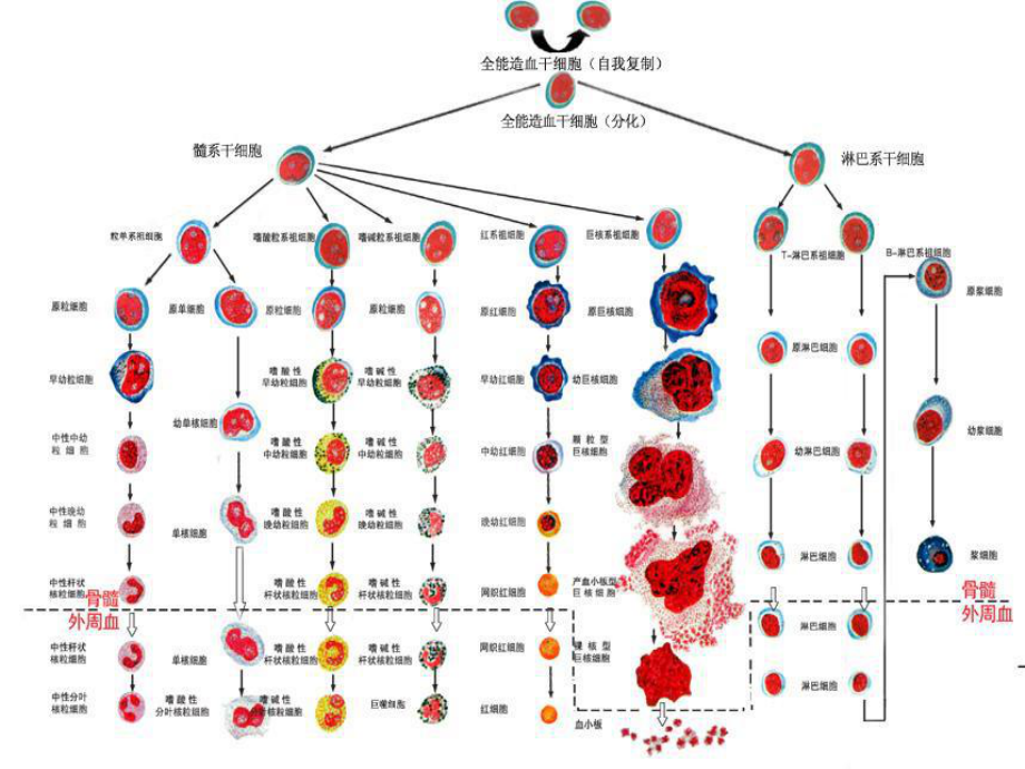 白细胞减少和粒细胞缺乏症-医学课件.ppt_第2页