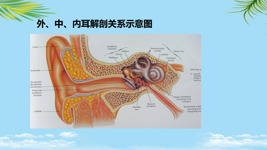 中耳疾病优秀全面课件.pptx_第3页