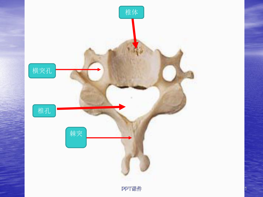 临床本科系统解剖学标本考试-课件.ppt_第1页