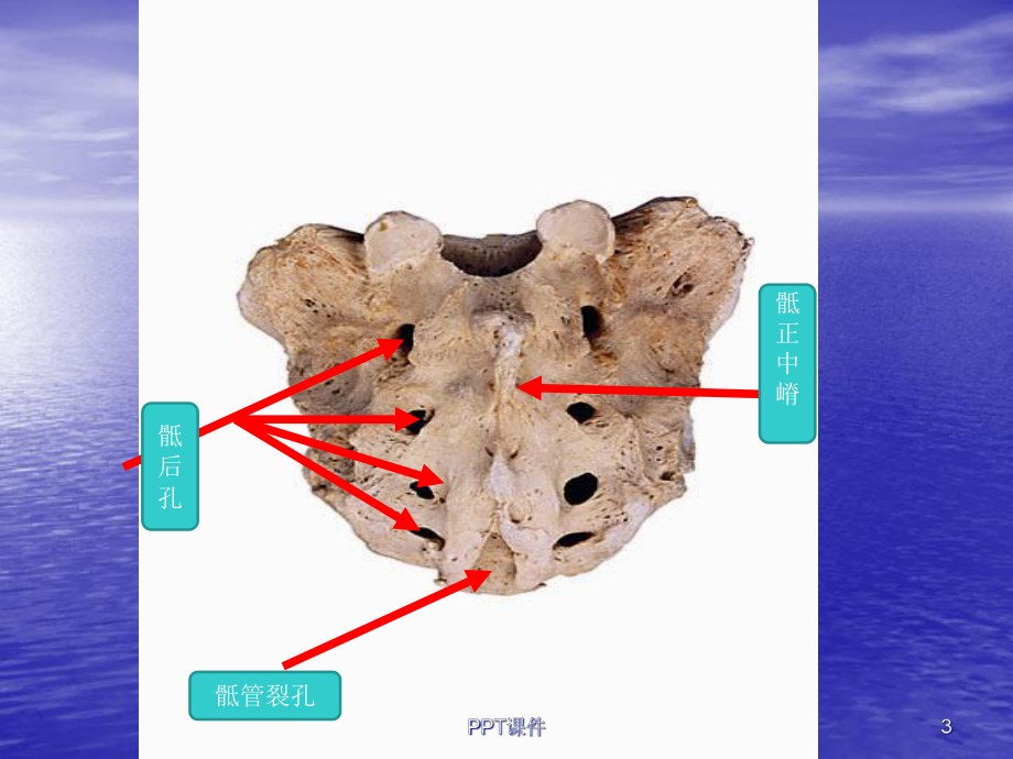 临床本科系统解剖学标本考试-课件.ppt_第3页