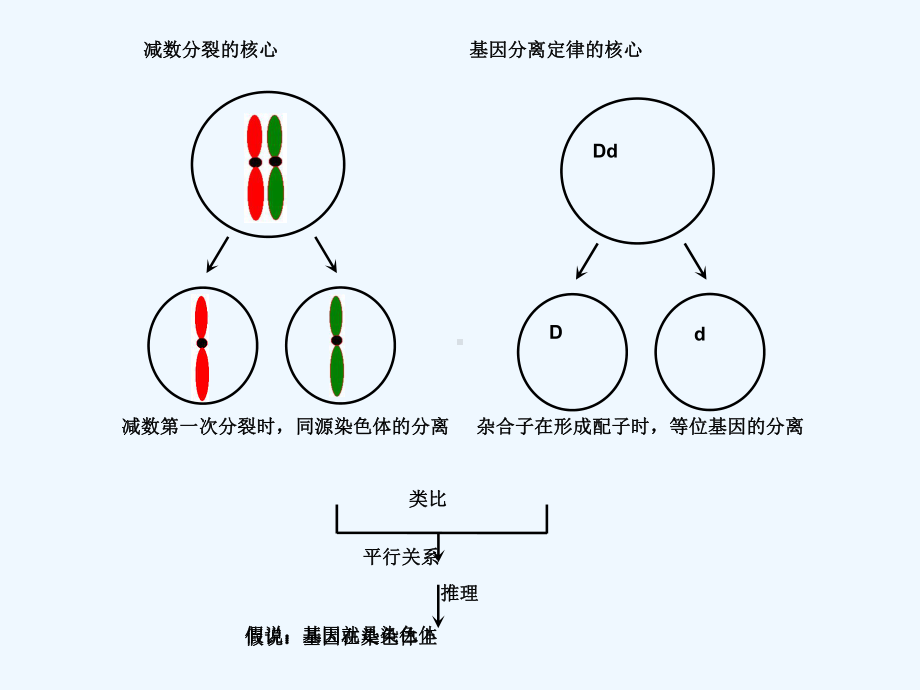 一轮复习基因在染色体上及伴性遗传课件.ppt_第2页