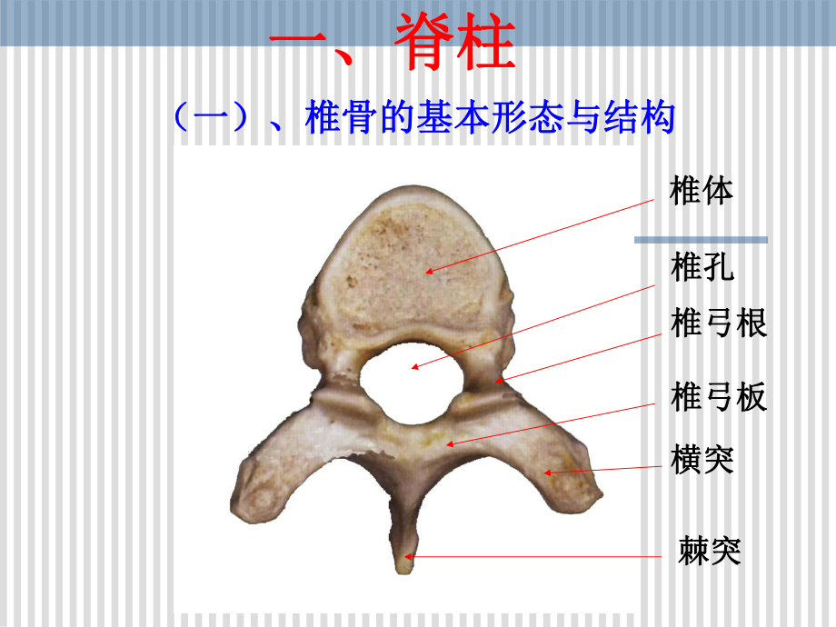 脊柱解剖图-颈胸腰椎-课件.ppt_第3页