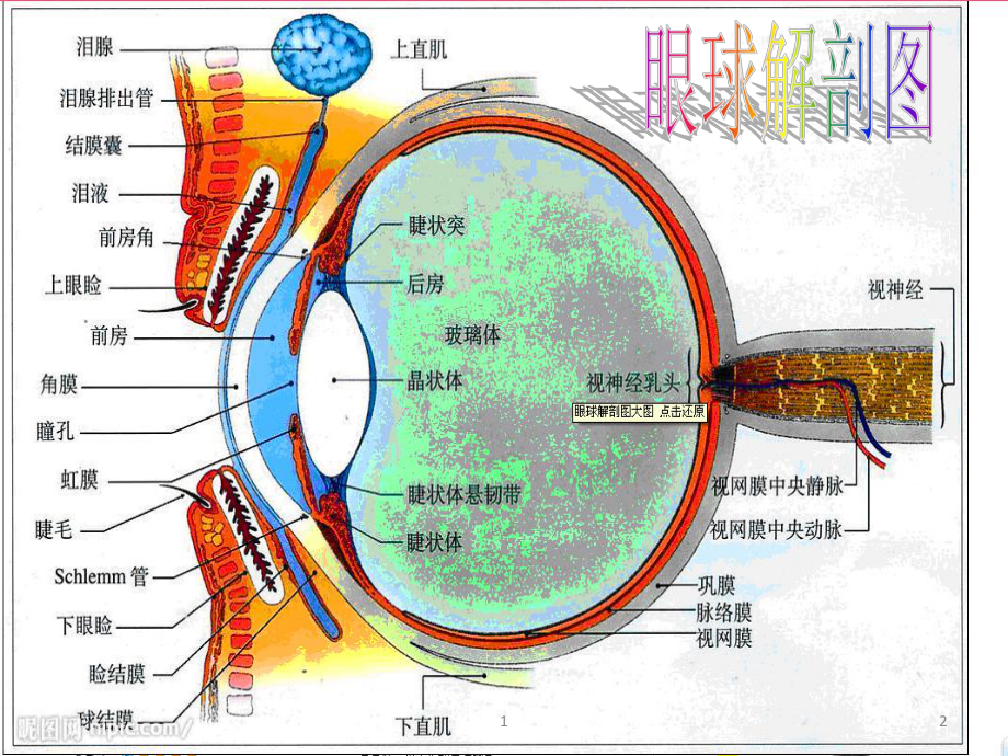 [临床医学]急性闭角型青光眼课件-2.ppt_第2页