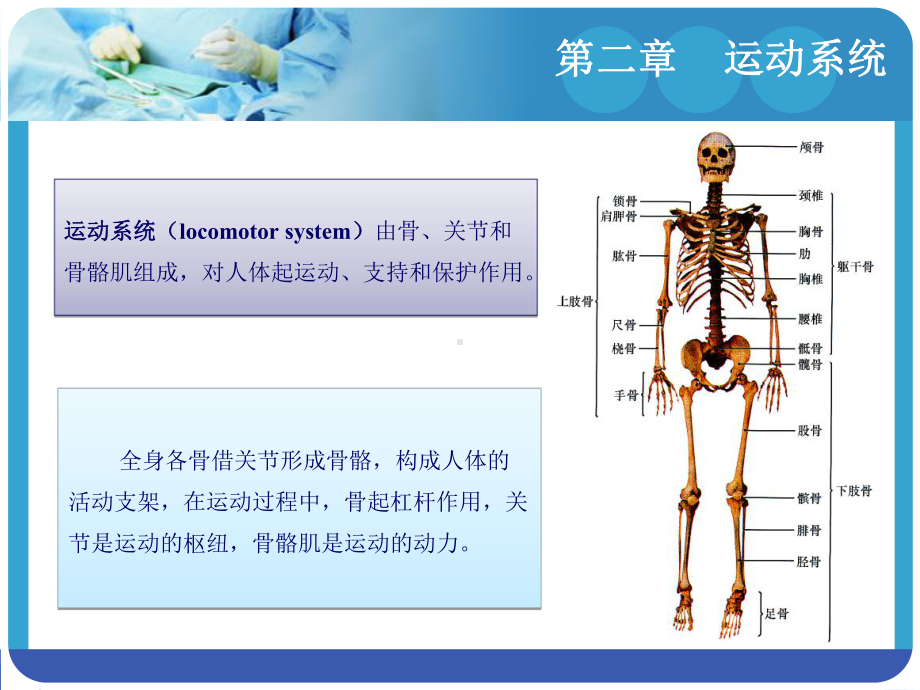 《人体解剖学与组织胚胎学》-(16)课件.ppt_第2页