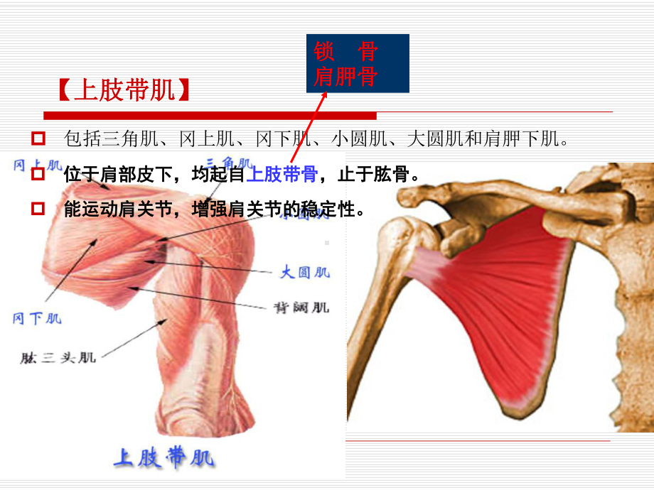 上肢的肌肉教材课件.ppt_第2页