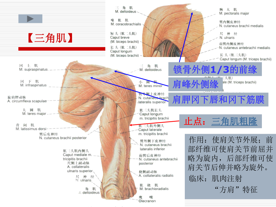 上肢的肌肉教材课件.ppt_第3页