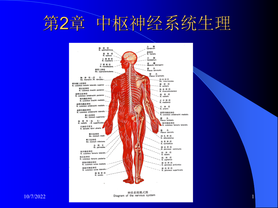 中枢神经总论课件-2.ppt_第1页