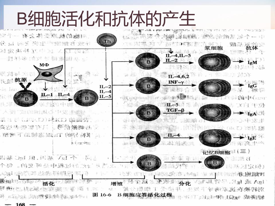 临床常用免疫学检查-课件.pptx_第2页