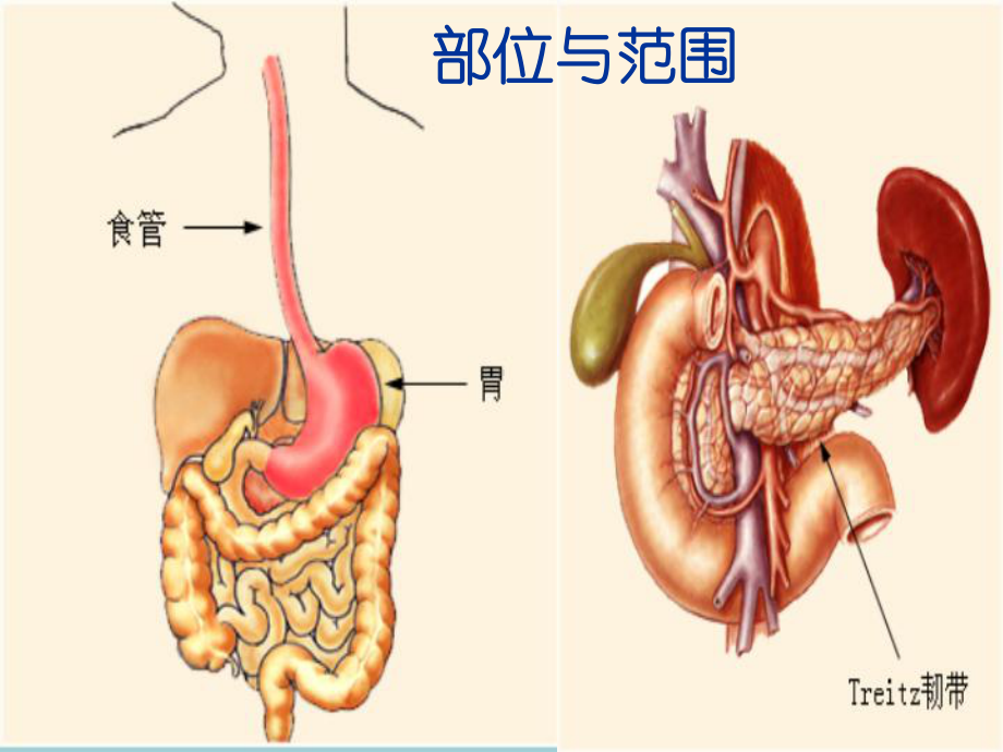 上消化道出血诊治指南培训课件.ppt_第3页