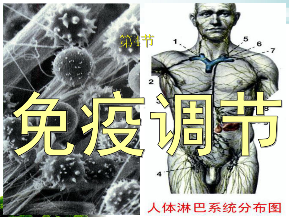 （新教材）人教版高中生物免疫调节课件2.ppt_第1页