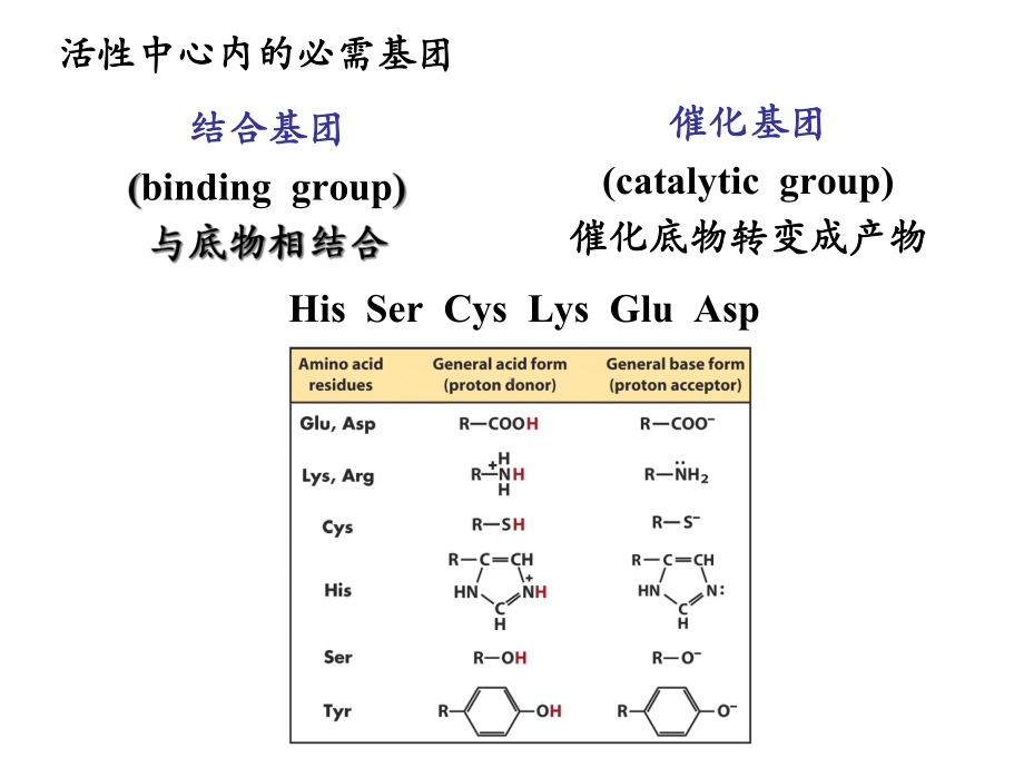 中农动物医学本科生物化学酶2课件.ppt_第3页