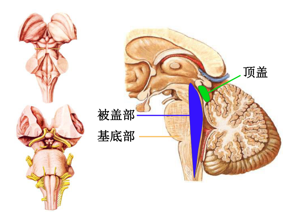 神经解剖学脑干简化-课件.ppt_第2页